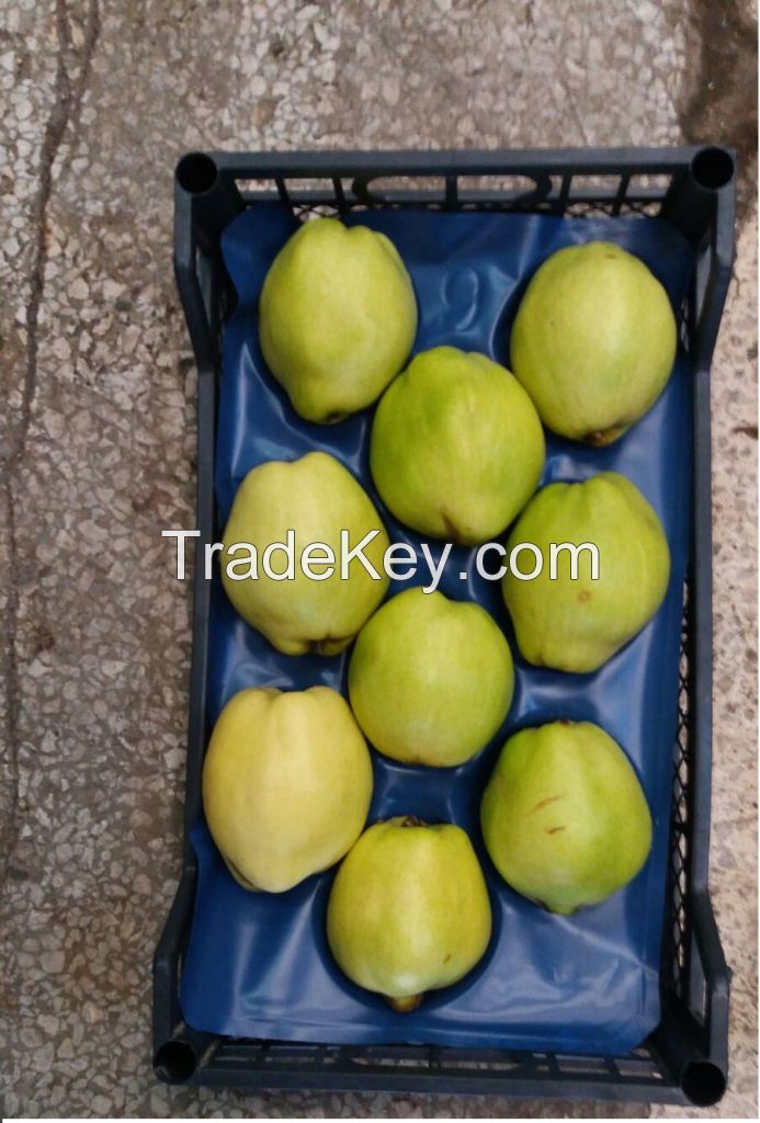 sell quinces