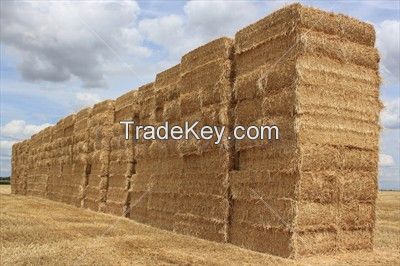 hay bale, animal filler straw hay bale, cattle feed straw bale