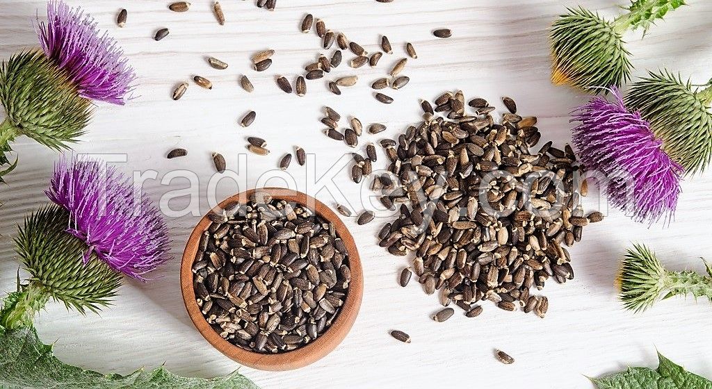 milk thistle seeds (silybum marianum)