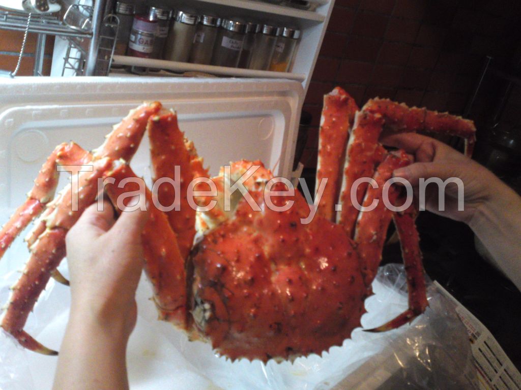 live red king crab/ red king crab legs / live norwegian king