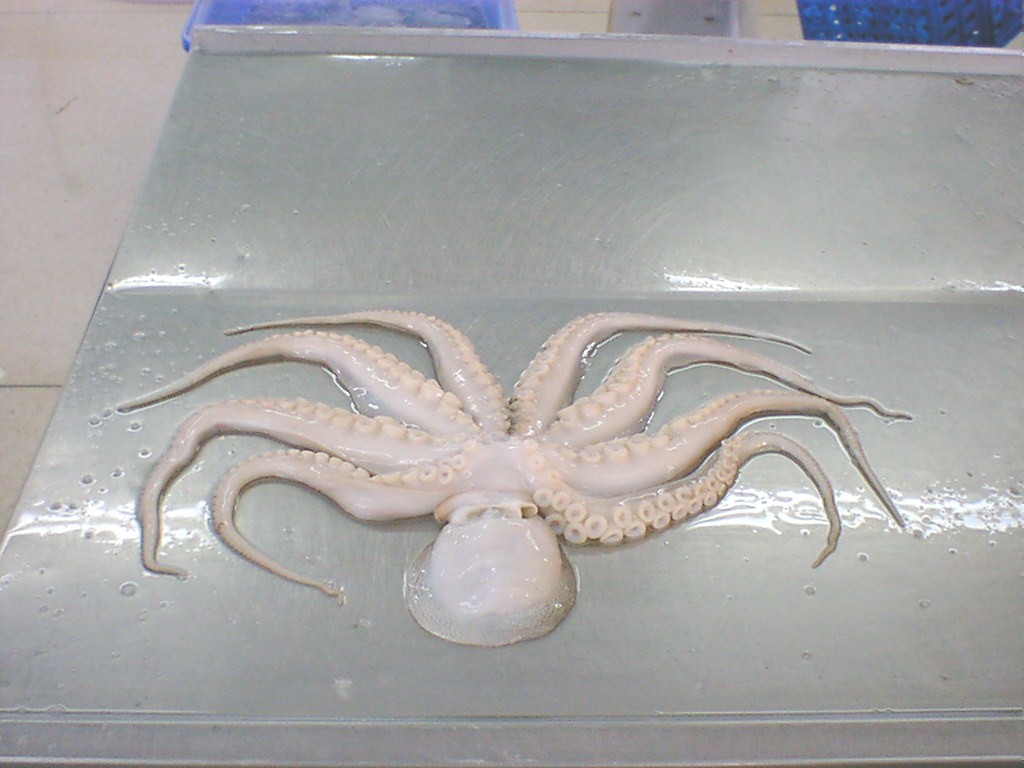 Octopus ( Wc, Cut, Blanch, Boil, *****)