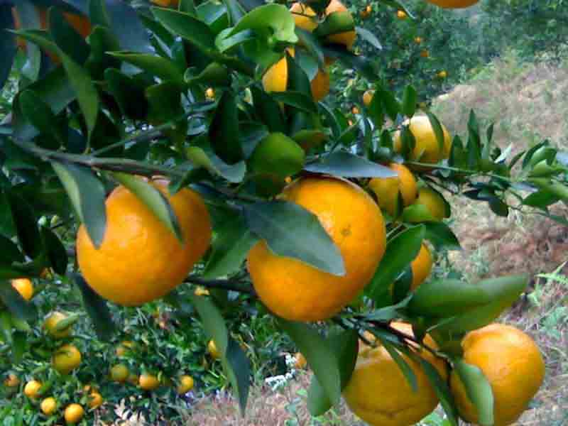  "Delicious Mandarin Orange Canning Recipe: Unlocking the Flavors of Citrus Bliss"