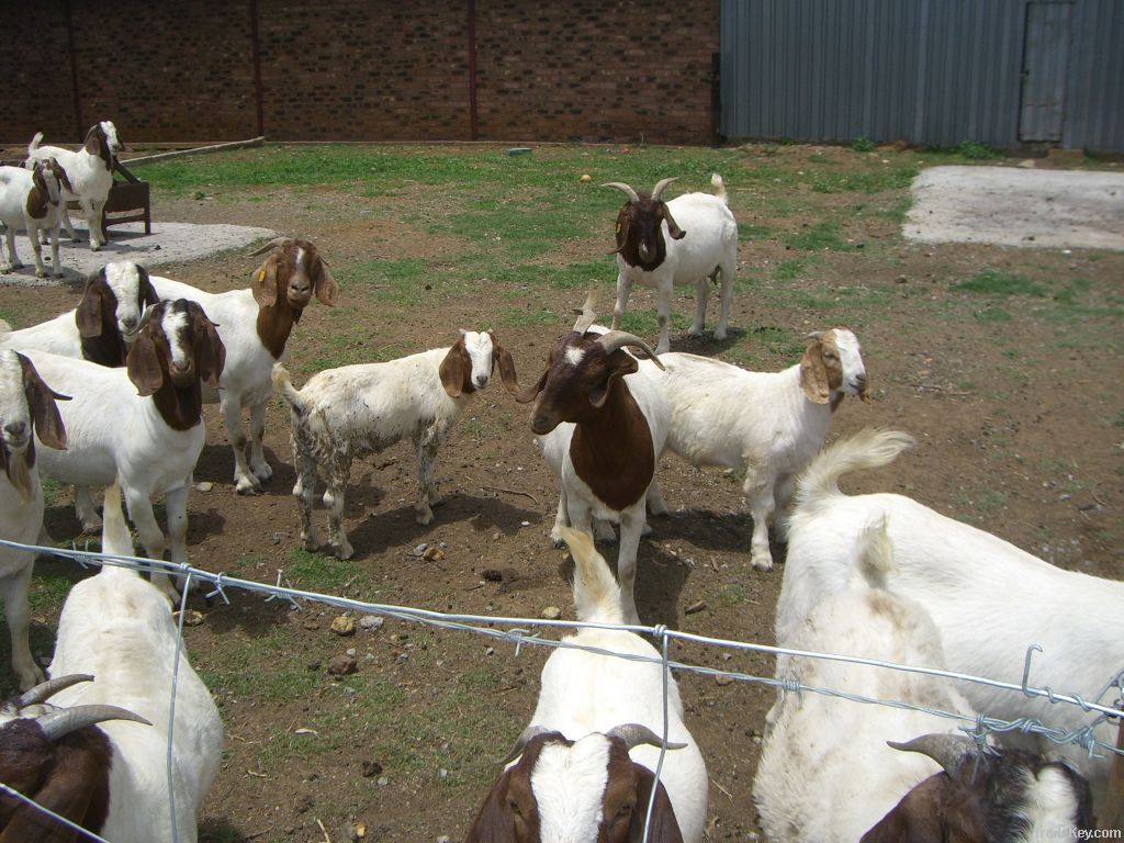 south african boer goat