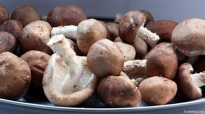 fresh shiitake mushroom