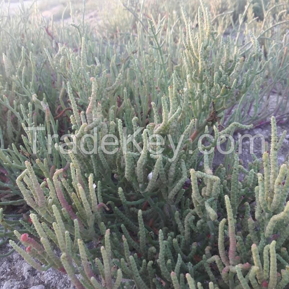 salicornia asparagus sea salt grass