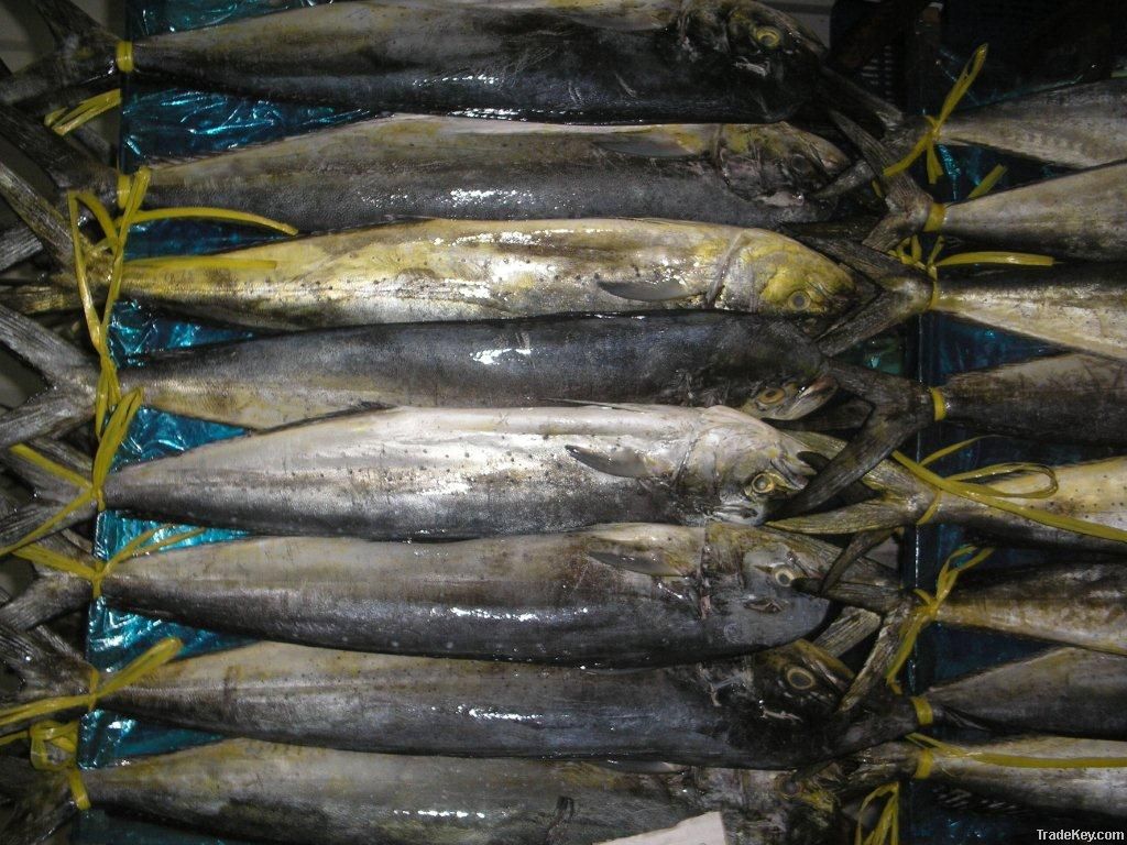 Mahi Mahi By Gervasi Peru S.A.C., Peru