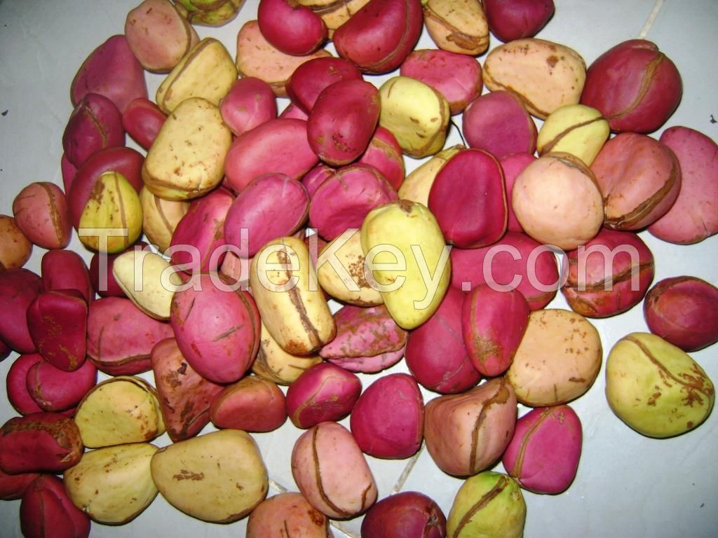 kola nut (dried)